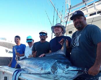 Big Black Marlin Report 