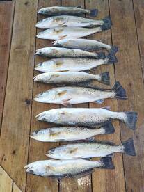 Old Town Report Photo 1