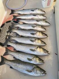 Montauk Report Photo 2