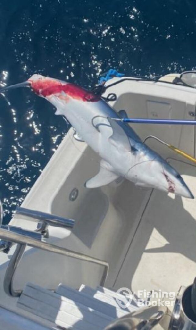 Dana Point Report Photo 0