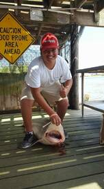 65lb black tip shark