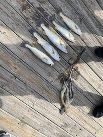 Emerald Isle Report Photo 2