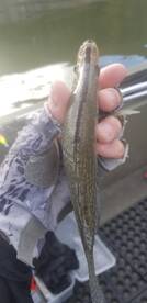 Blacknose Crappie