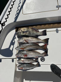 Savannah Report Photo 2