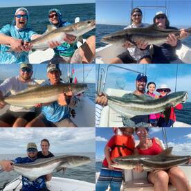 Cobia bite is as good as it gets 