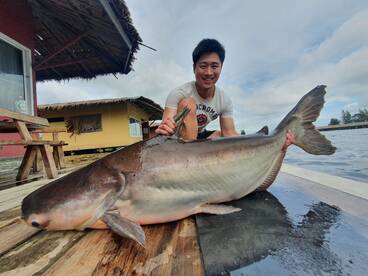 Big Fish ! Mekong Catfish ! Siamese Carp