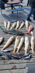 Fishing is picking up!!
