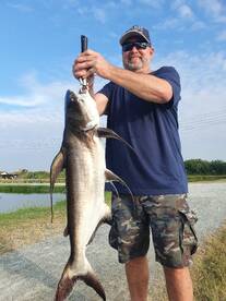 Chaopharya Catfish