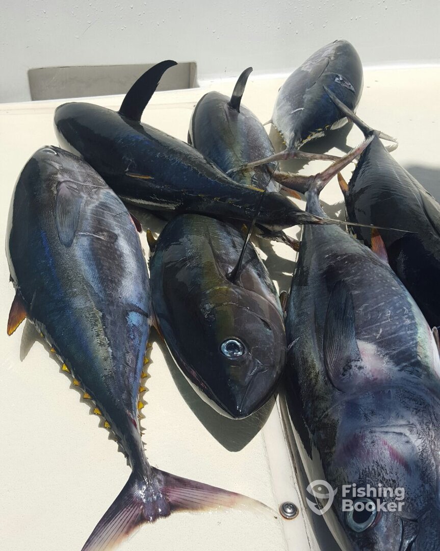 Cabo San Lucas Report Photo 0