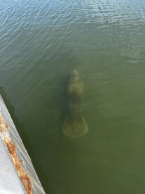 Midway Report Photo 2