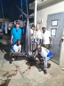 Montego Bay, Jamaica 4 Hour Fighting Gre