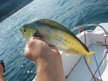 Koper Report Photo 2