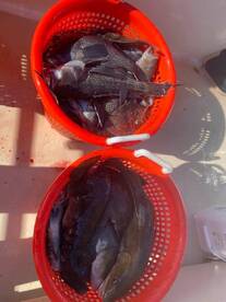 Montauk Report Photo 1