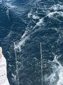 Pompano Beach Report Photo 1