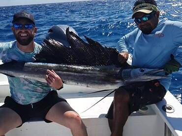 Nice sailfish caught and released A coup