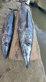 Roatan Report Photo 2