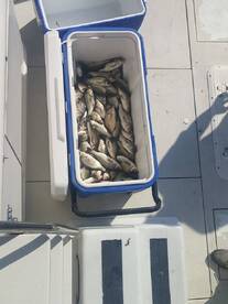 Bottom Fishing is on Fire