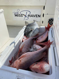 Box Full of Snapper