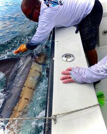 Blue Marlin