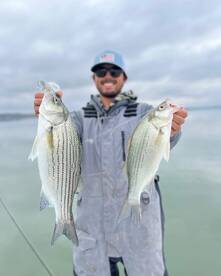 Striped Bass and Hybrids on the Fly 