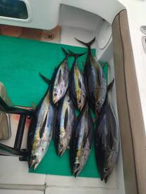 Herradura Report Photo 2