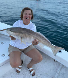 Bull Reds Are Chewing