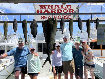 Sailfish, Kingfish, Snappers, and Tunas 