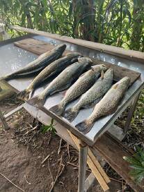 South Padre Island Report Photo 1