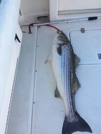 Montauk Report Photo 2