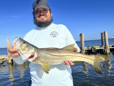 Snook action strong