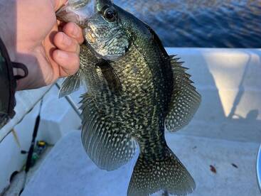 Crappie bite is on fire!