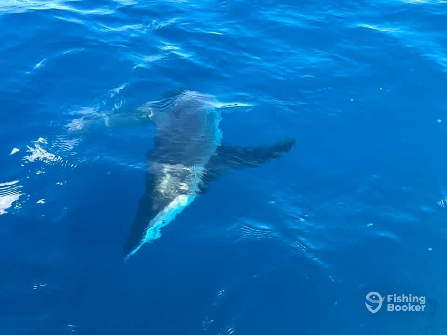 Port Canaveral Report Photo 0