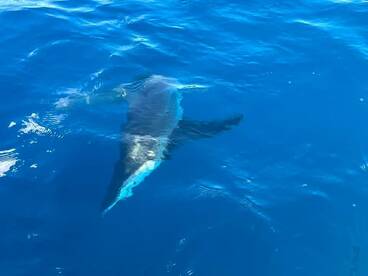 Sharks are chewin! 