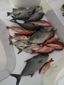 Orange Beach Report Photo 1