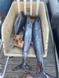 Carolina Beach Report Photo 2
