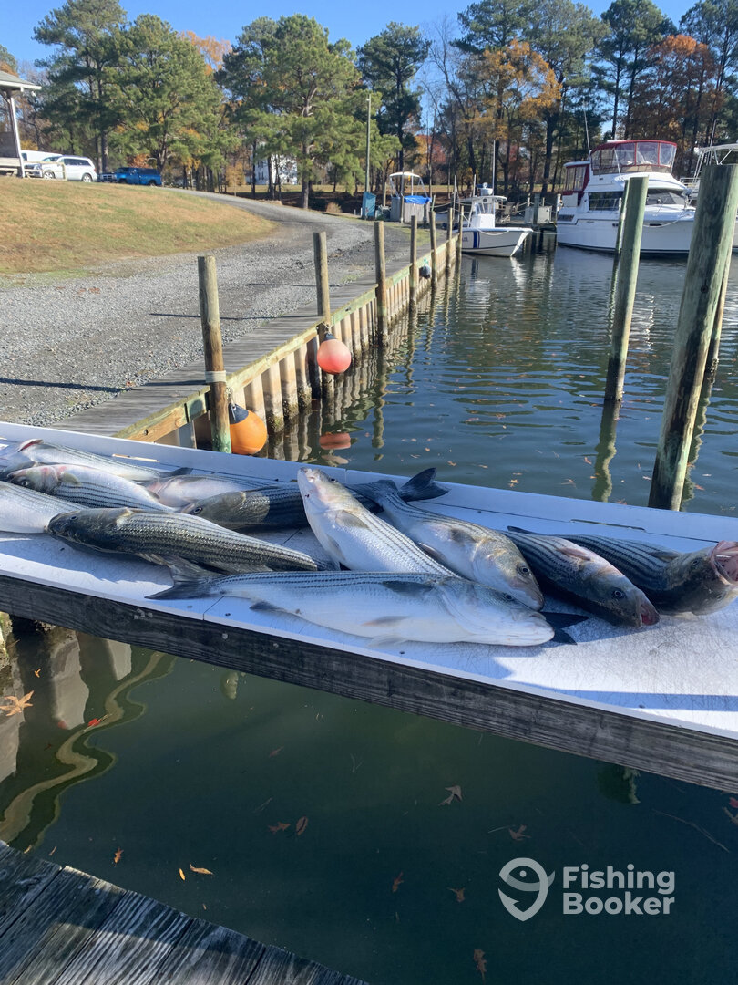 Reedville Report Photo 0