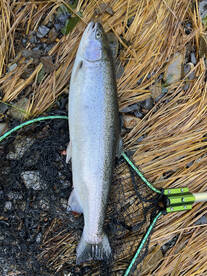 Winter steelhead season