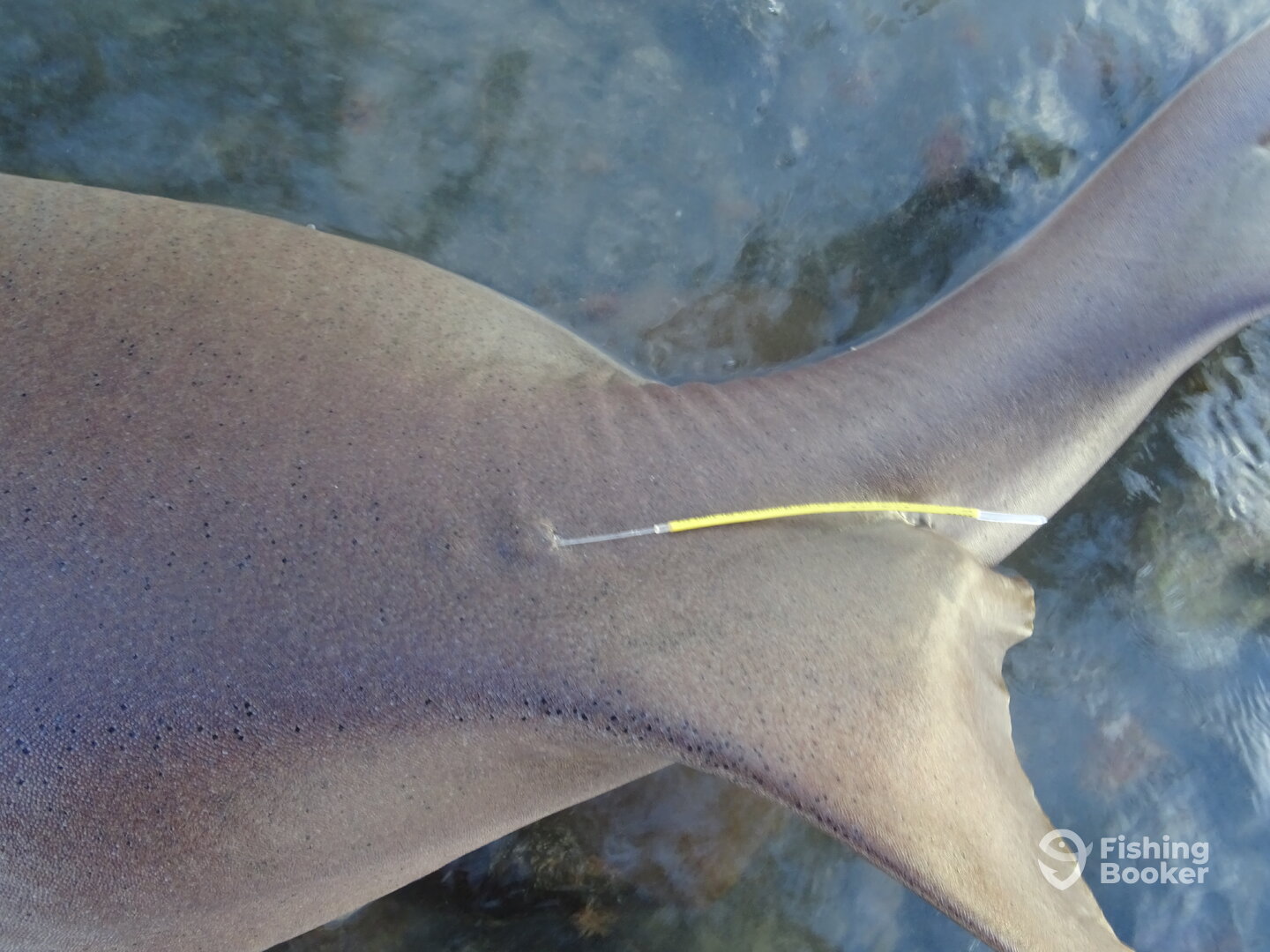 SHARK TAGGING CAPE VERDE