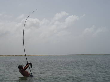 Shark Fishing Capo Verde