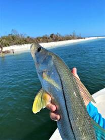 Fall fishing in Naples Fl is going great