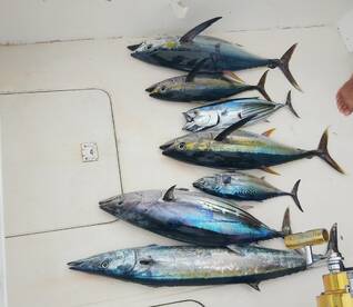 Le Morne Report Photo 2