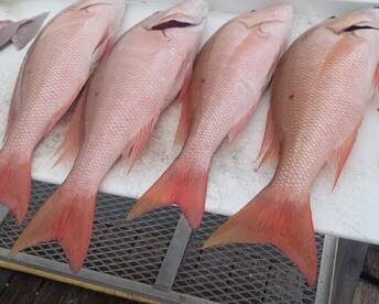 Islamorada Report Photo 2