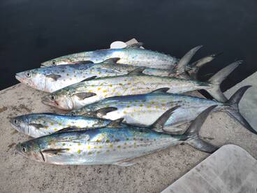 Yankeetown Report Photo 2