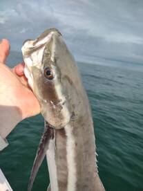 Yankeetown Report Photo 1