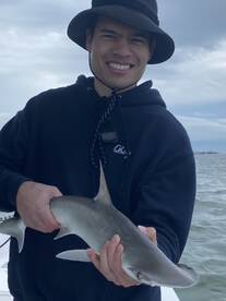Small bonnethead shark
