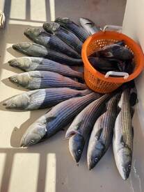 Montauk Report Photo 1