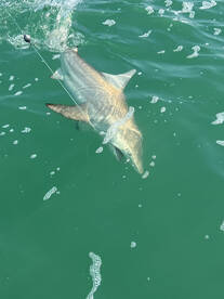 Islamorada Report Photo 2