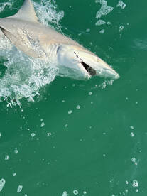 Islamorada Report Photo 1
