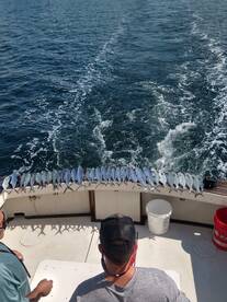 Mackerel and blue fish..