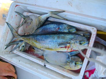 Koper Report Photo 2